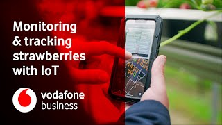 From Crop to Centre Court with Vodafone IoT Technology - Hugh Lowe Farms - MyFarmWeb/Asset Tracking