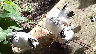 September 10 Meet The Pluckers