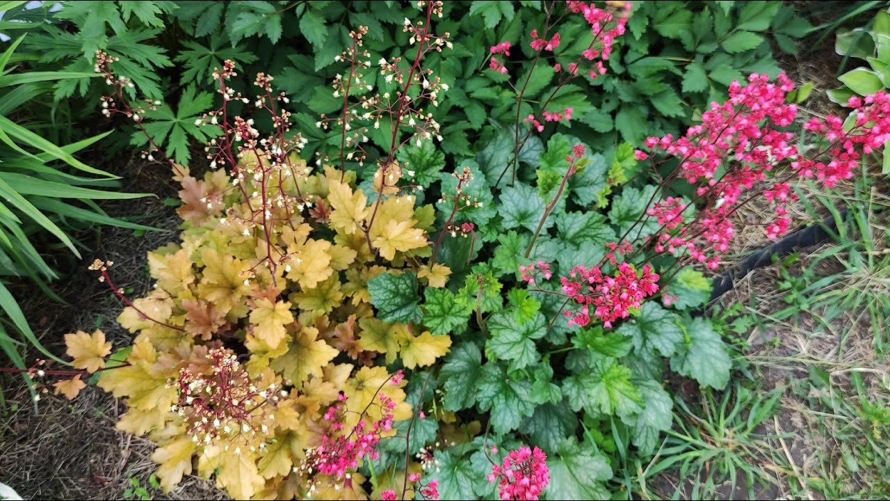 Мои ГЕЙХЕРЫ в июне