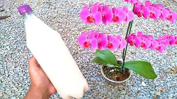 O que fazer para a planta florir?