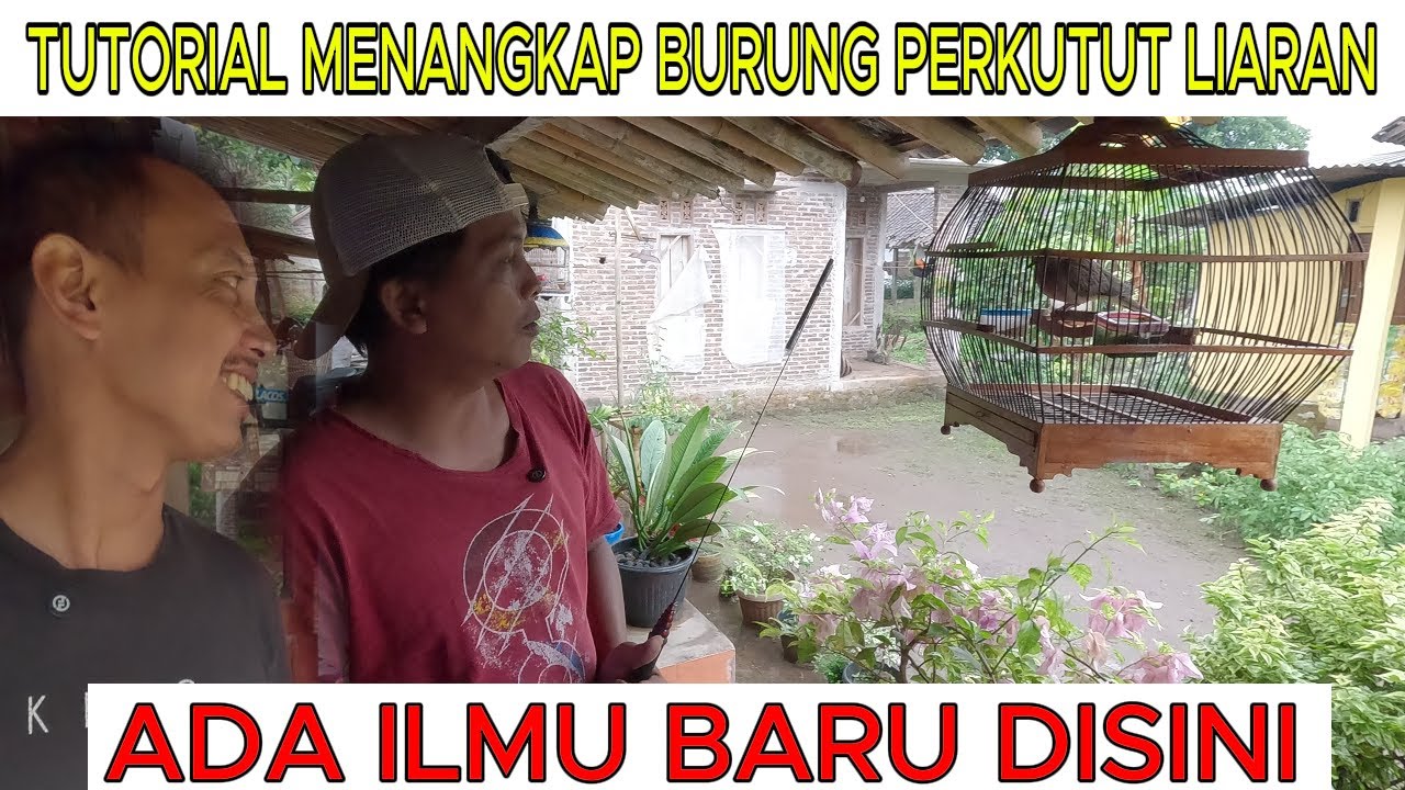 TUTORIAL MENANGKAP BURUNG PERKUTUT LIARAN oleh Mas LILIK ARIFIN #mikatperkutut #burung #perkutut t