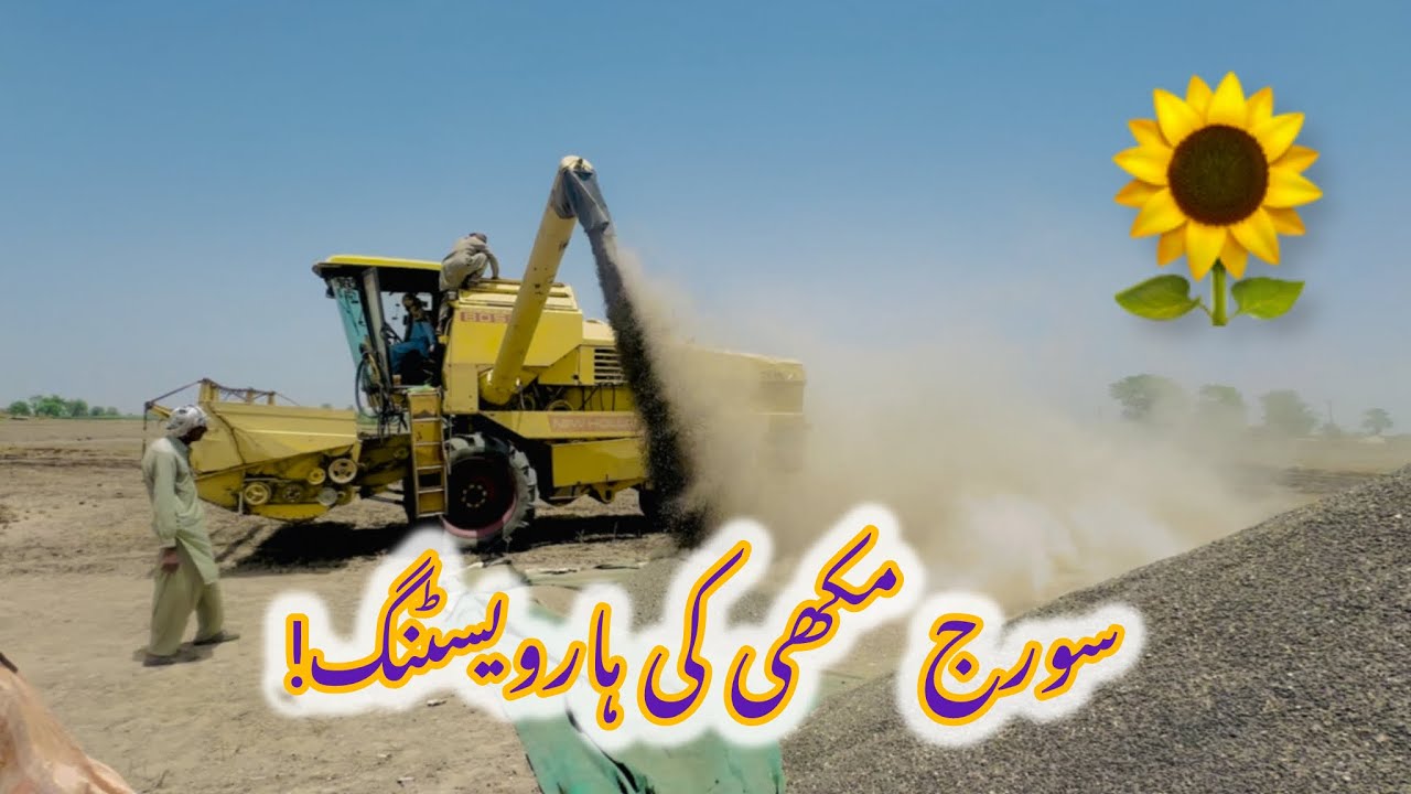 Soraj mukhi ki harvesting! 