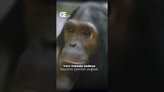 Gombe Şempanze Savaşları: Bizden bir farkları yok mu?