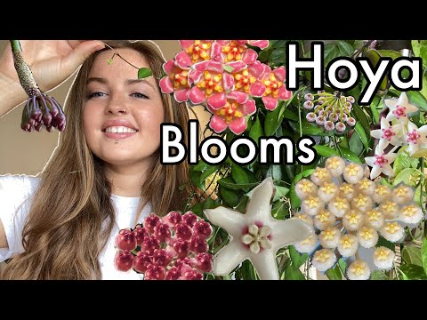 How I Get My Hoyas to Bloom & General Care Tips