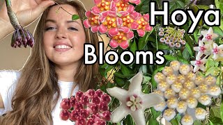 How I Get My Hoyas to Bloom & General Care Tips