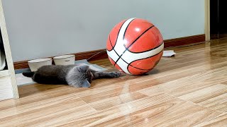 My Kitten Plays Basketball__Binbo Is Cat #72 by Binbo Is Cat 17 views 3 years ago 3 minutes, 30 seconds