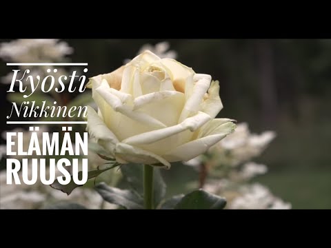 Video: Ruusupuu -sahakärpäs - Kauniiden Ruusujen Vihollinen