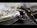 Iguana vs snakes  behind the scenes  planet earth ii