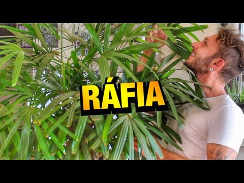 Vídeo: Palmeira Ráfia Ou Ráfia