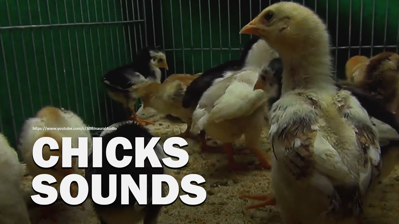 The Sound of Chicken Chicks Chirping Around 22 Days Old - YouTube