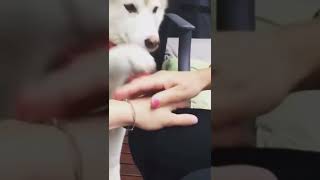 Funny Husky Compilation Shorts