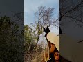 Slingshot Hunting Wild Birds #birdshunting #huntingbirds #taseerhuntingofficial#shorts