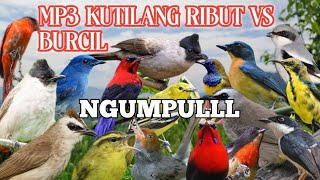 MP3 Suara  Pikat Kutilang  Ribut kombinasi vs Burcil  Paling Ganas