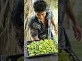 Sour Bilimbi Pickle Wild Cookbook 