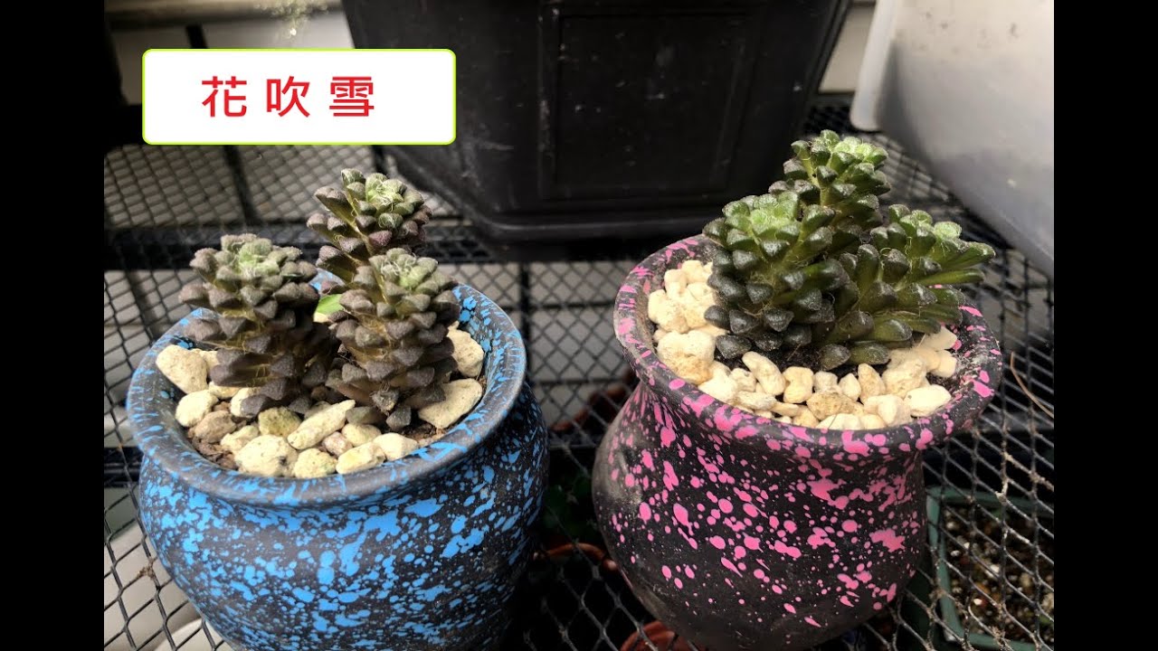 花吹雪 Youtube