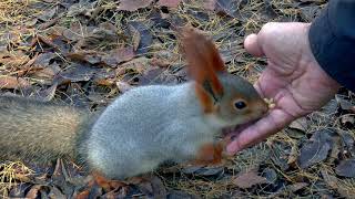 Human Feeding The Little Squirrel by  CUTE ANIMALS TV 224 views 2 years ago 16 seconds