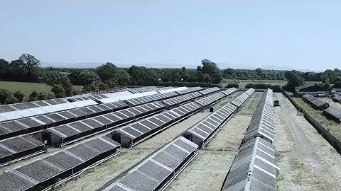 Mink screaming on an Irish fur farm