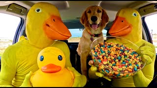 Rubber ducky's Surprises Puppy With Car ride Chase!