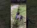 #pets #americanbully #canecorso #love