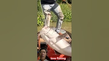cá lăng đuôi đỏ khổng lồ #fishing #big #fish #carpfishing #bigfish