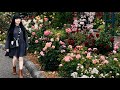 GARDEN OF ROSES