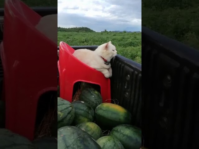 หลงไหลในธรรมชาติ​🌳🍀🌿🌱แตงโมหวานๆๆครัชๆๆ🤣😸🍉🍉🍉🍉🍉🍉​🍉​🍉​🍉​🍉​🍉​🍉​🍉​🍉​🍉​🍉​🍉​🍉​🍉