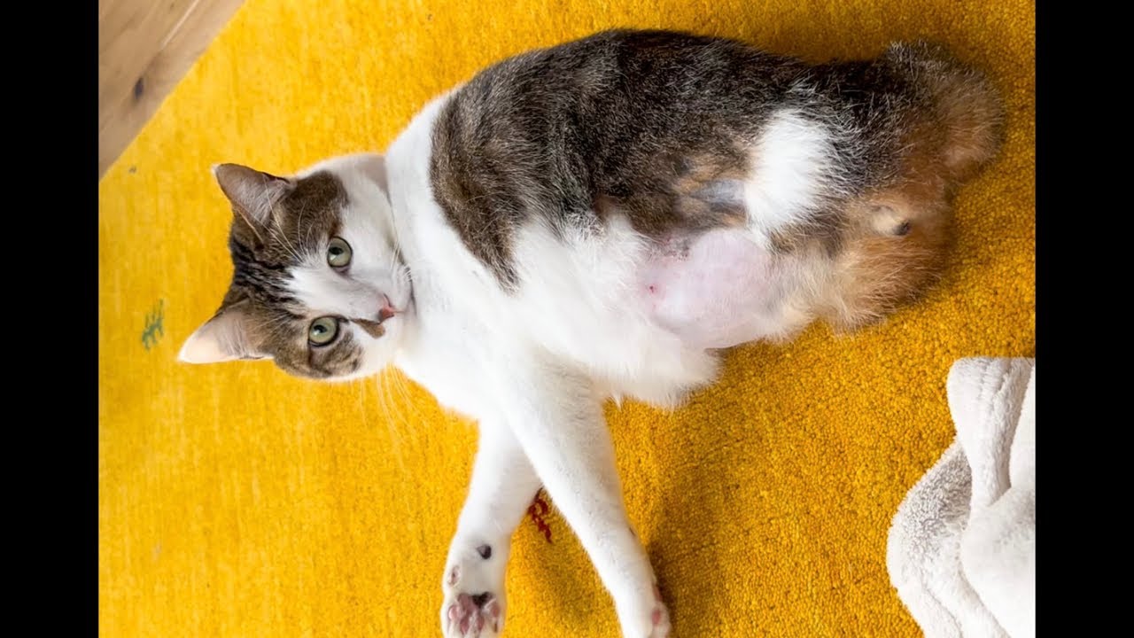 うちの猫が 動物と喋れるハイジさんのテレビに釘付け 志村動物園スペシャル Youtube うちの猫が 動物と喋れるハイジさんのテレビに釘付け 志村動物園スペシャル Youtube