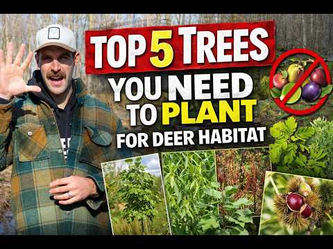 Top 5 Trees You NEED to Plant for Better Deer Habitat (Not Fruit Trees) thumbnail