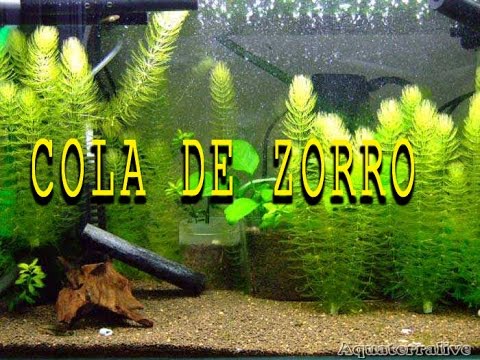 Cola De Zorro Facil De Cuidar Youtube