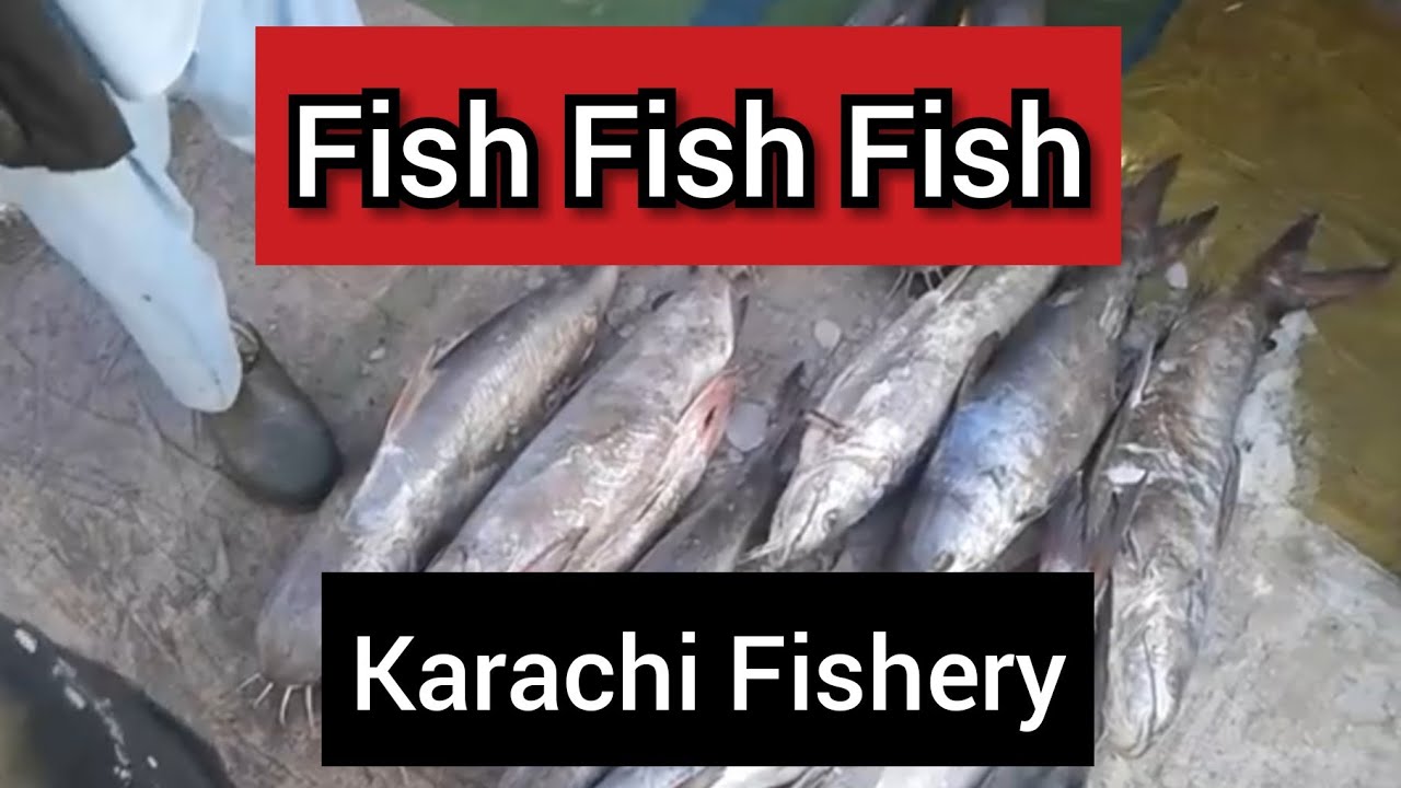 Karachi Fisheries part 2 Latest rates of Fish pakistan YouTube