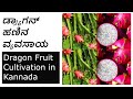 ಡ್ರ್ಯಾಗನ್ ಹಣಿನ ವ್ಯವಸಾಯ-Complete Information of Dragon Fruit Cultivation karnataka