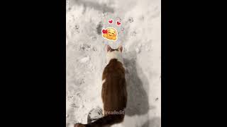 Kittys Reaction To Snow