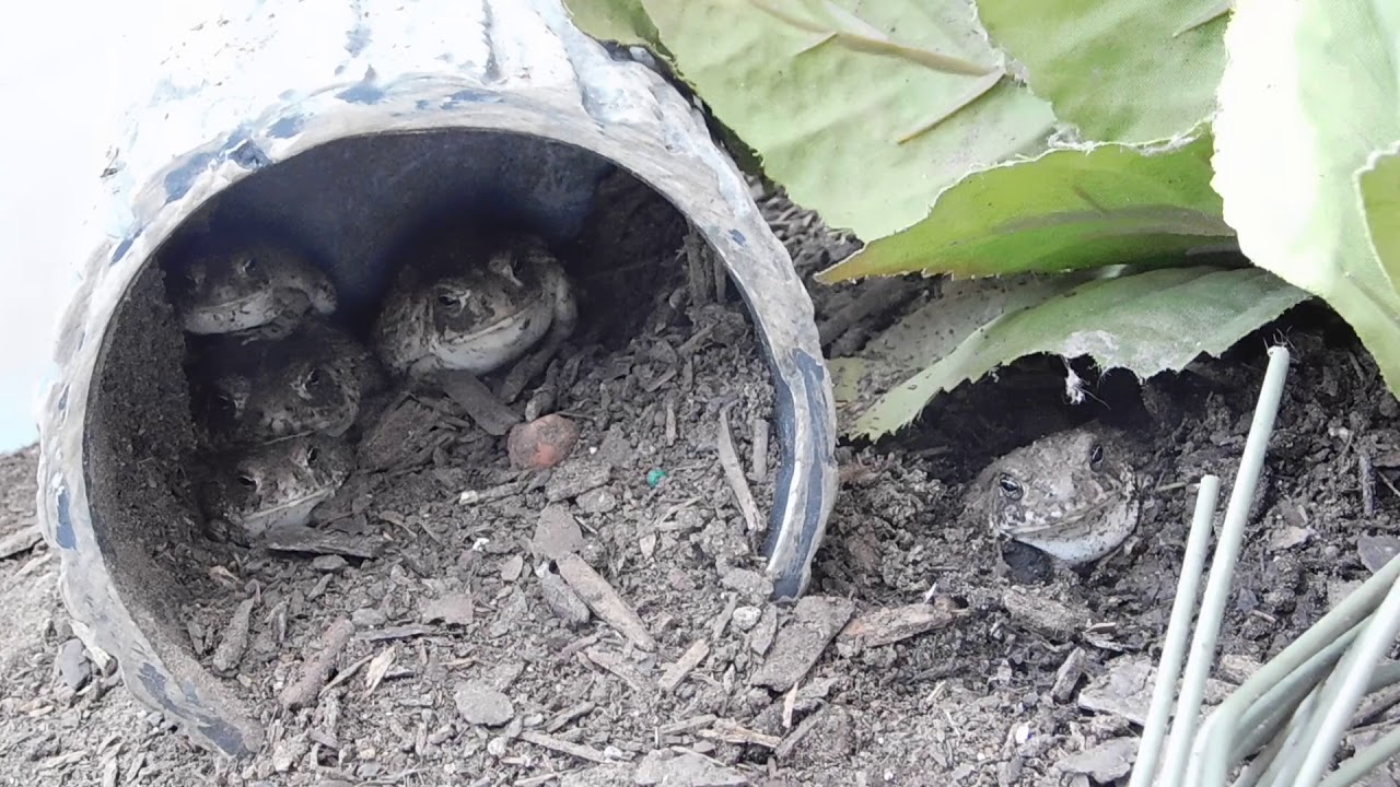 Toad Breating My Adorable Beautiful Toads Breathing - YouTube