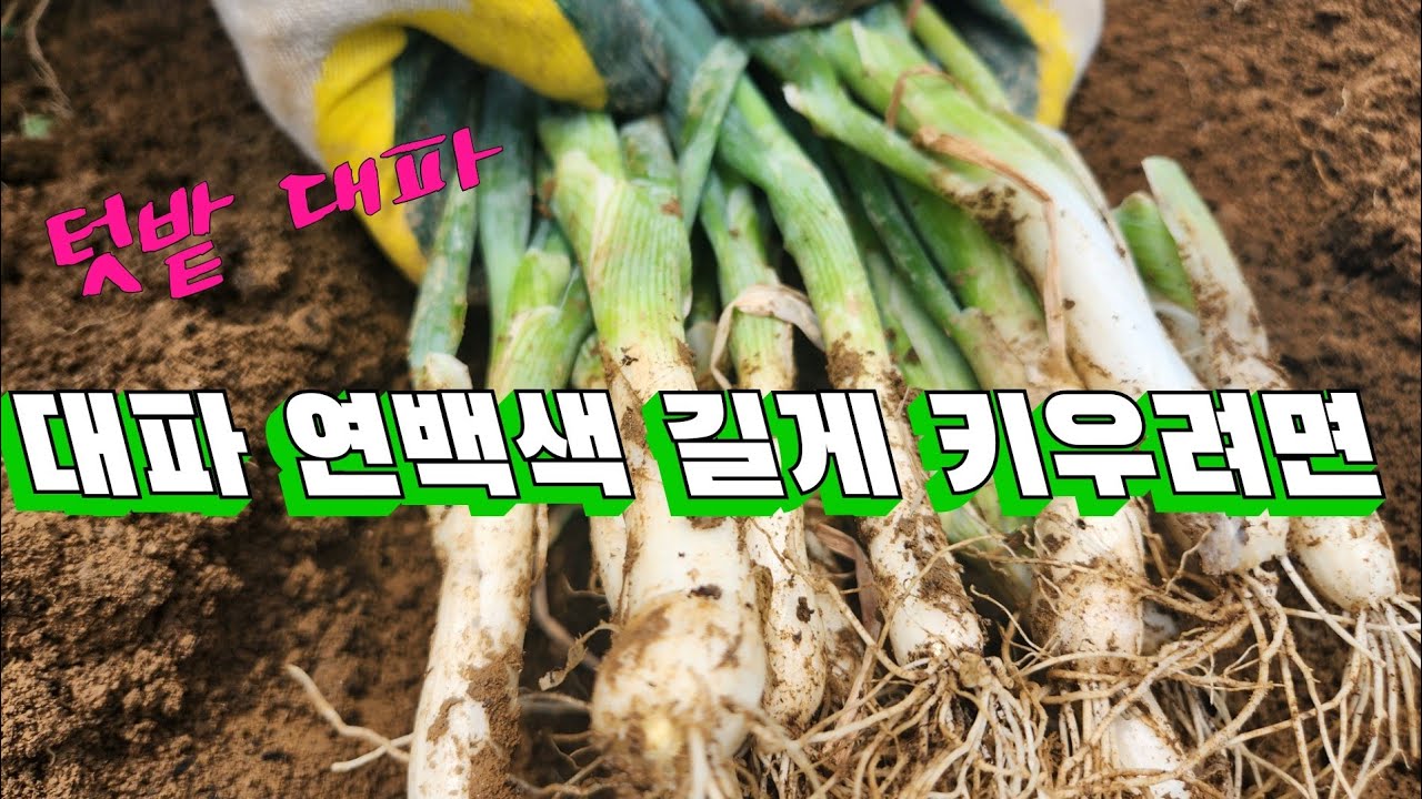 대파 북주기 ️ 대파 흰뿌리 길게 자라도록 북주기 해주는 방법, 대파웃비료주기, 대파김매기, 대파솎아주기 대파 북주기는 깊게 ...