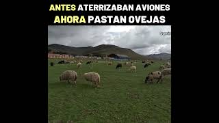 Ovejas En El Aeropuerto De Huanacopampa, Apurimac, Perú Ña