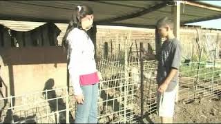 Buying a Show Pig