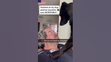 Thumbnail of #cat #dog #us #usa #funny #happycats #catmemes #music #pets