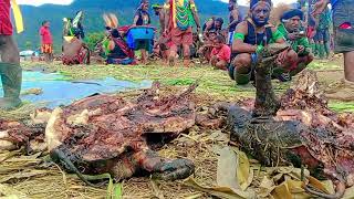 Bagi hasil bakar batu wam  budaya Papua terbaru 2025🛖