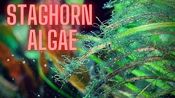 AQUARIUM ALGAE GUIDE Ep #3 - STAGHORN ALGAE TREATMENT