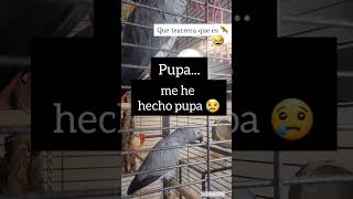 Mira como llora 😂 🦜 #mascotasyoutube #mascotasgraciosas #loros #lora #pajaros #animalesfelices