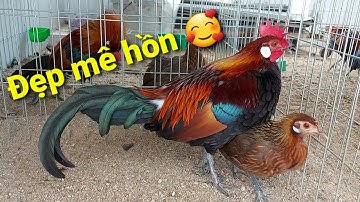 Say đắm với vẻ đẹp tinh khôi của gà rừng tai trắng 😍