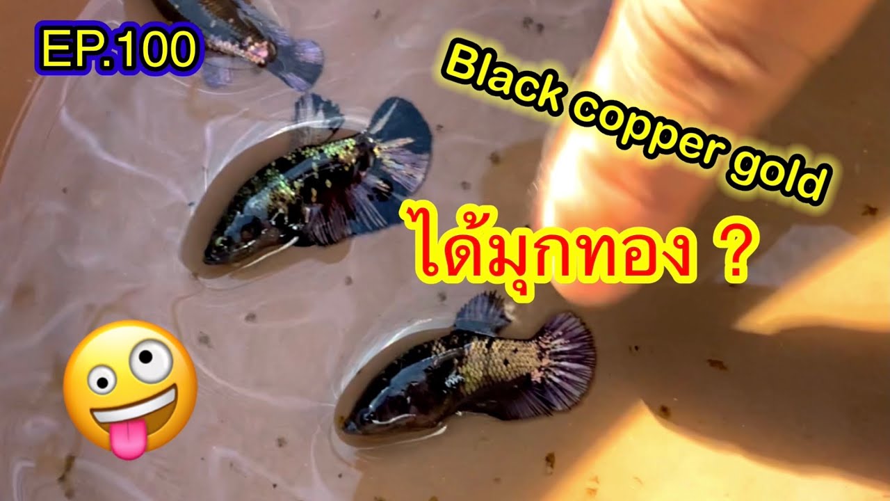 EP.100 พาส่องคอกคอปเปอร์ Red galaxy copper VS black copper ได้ลูกแบบไหนไปต่อได้หรือป่าว ?