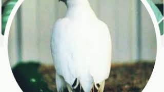 الراية البيضاء