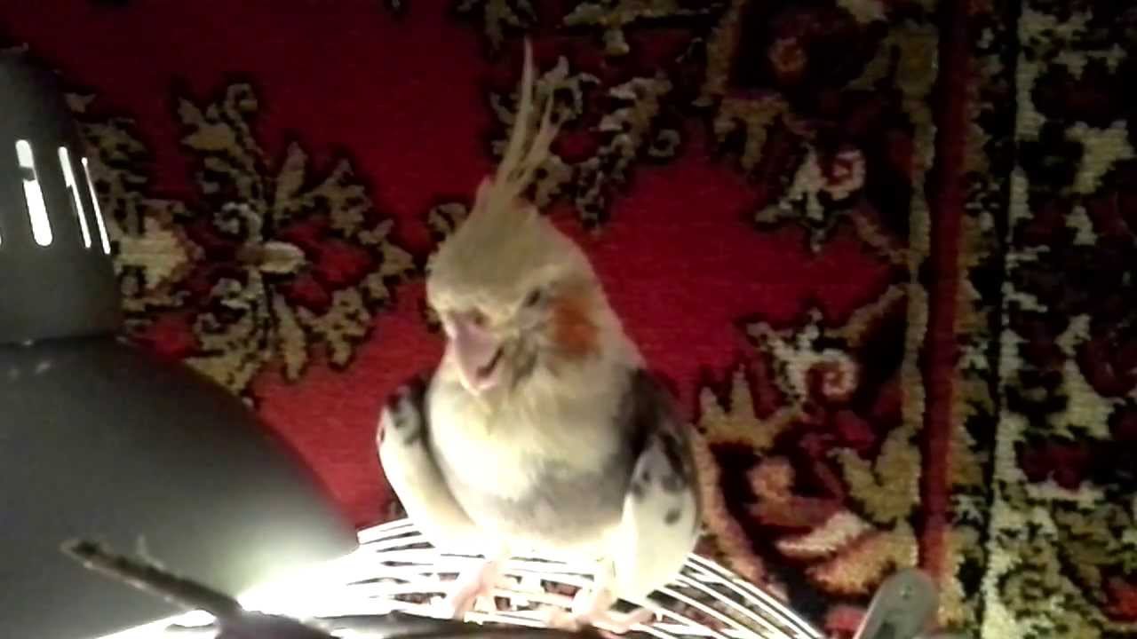 Консультация орнитолога - Ромик болеет - YouTube