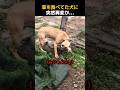 草を食べてた犬に突然異変が…