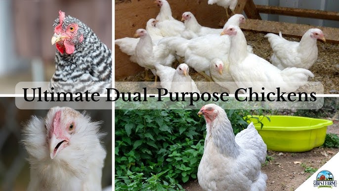 TOP 8 BEST CHICKEN BREEDS FOR EGGS,their ORIGIN,No. of EGGS PER