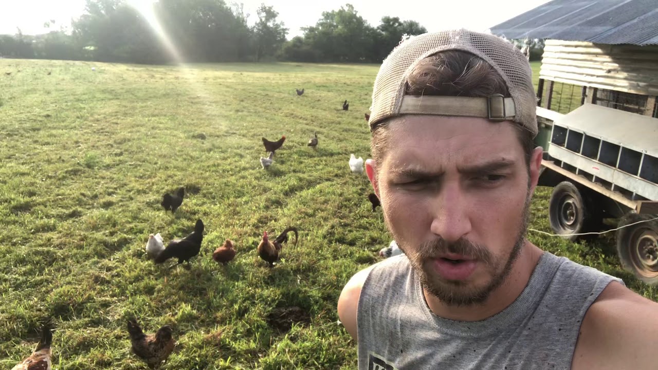How I regenerate and sterilize pasture using chickens and biology YouTube