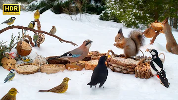 Cat TV for Cats to Watch😻 Countless Little Birds and their Squirrel Friends🕊️🐿️ 10 hours 4K (HDR)