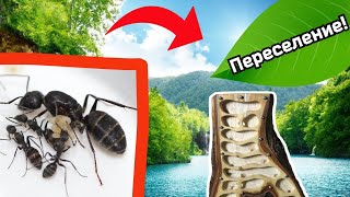 ПЕРЕСЕЛЕНИЕ МЕСТНЫХ МУРАВЬЁВ-ГИГАНТОВ В НОВОЙ ФОРМИКАРИЙ!!!