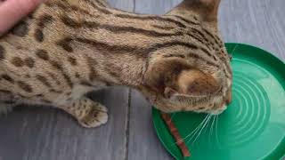 Giving the f1 Savannah cats a snack 😋😍 #mysweetpets by LovelySavannah Cats & Nebulosa Bengals 259 views 9 months ago 1 minute, 8 seconds